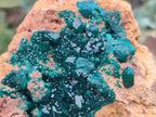 Natural Rare Dioptase Cabinet Specimen x 1 From Likasi, Congo - Toprock Gemstones and Minerals 
