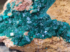 Natural Rare Dioptase Cabinet Specimen x 1 From Likasi, Congo - Toprock Gemstones and Minerals 