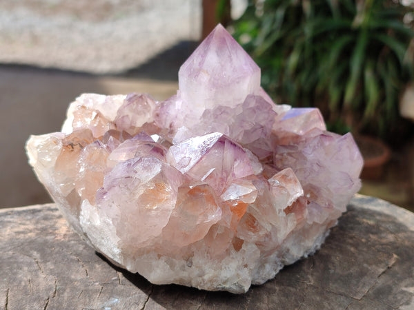 Natural Ametrine Cactus Spirit Quartz Clusters x 2 From South Africa