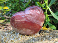 Polished Podocarpus Petrified Wood Hearts x 2 From Mahajanga, Madagascar