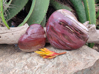 Polished Podocarpus Petrified Wood Hearts x 2 From Mahajanga, Madagascar