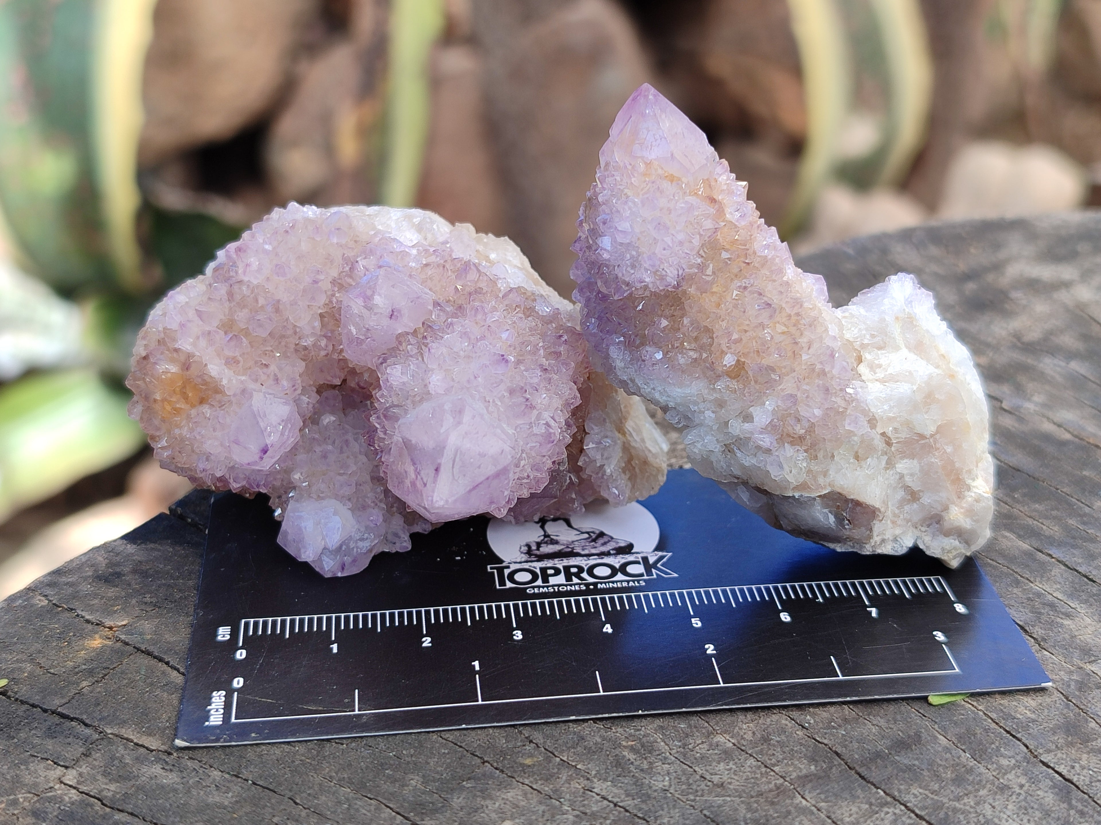 Natural Amethyst Cactus Spirit Quartz Clusters x 12 From Boekenhouthoek, South Africa - Toprock Gemstones and Minerals 