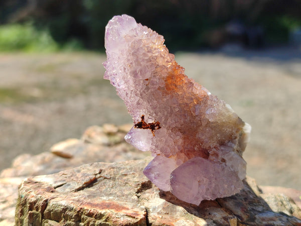 Natural Amethyst Cactus Spirit Quartz Clusters x 12 From Boekenhouthoek, South Africa