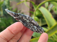 Natural Kyanite Crystals x 1.53 Kg Lot From Karoi, Zimbabwe - Toprock Gemstones and Minerals 