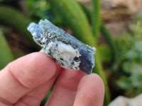 Natural Kyanite Crystals x 1.53 Kg Lot From Karoi, Zimbabwe - Toprock Gemstones and Minerals 