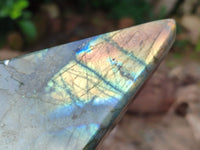 Polished Labradorite Standing Free Forms x 2 From Tulear, Madagascar