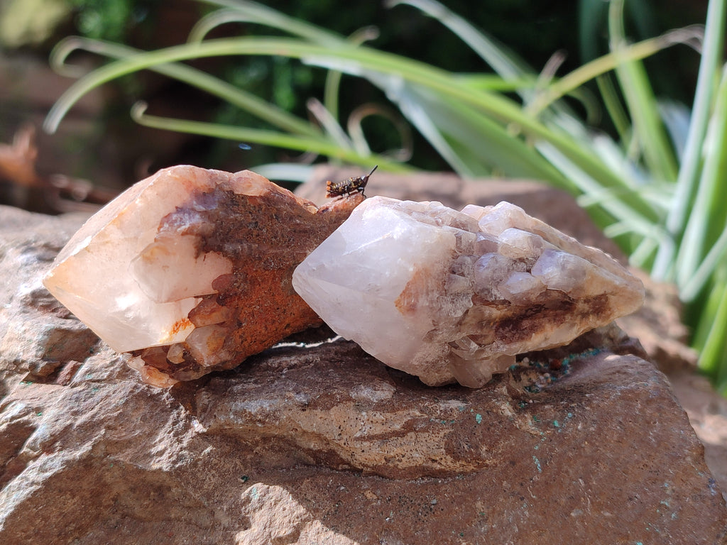 Natural White Single Quartz Crystals x 35 From Madagascar - Toprock Gemstones and Minerals 