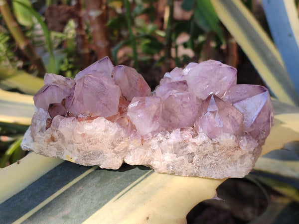 Natural Dark Amethyst Spirit Quartz Clusters x 3 From Boekenhouthoek, South Africa - Toprock Gemstones and Minerals 