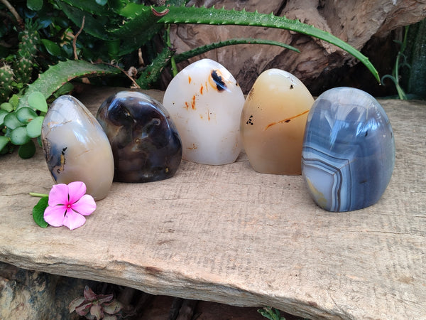Polished Dendritic Agate Standing Free Forms x 5 From Madagascar