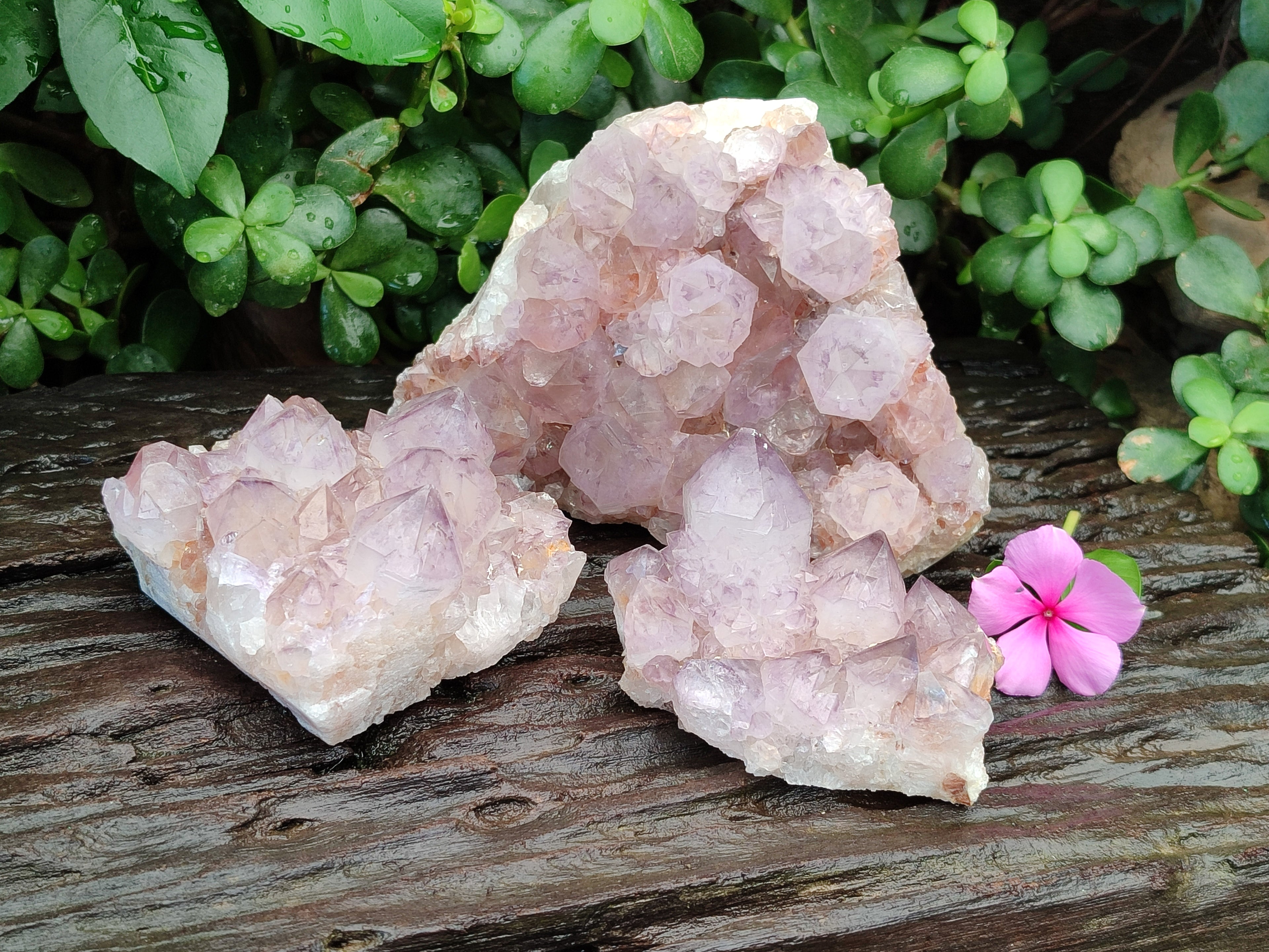 Natural Dark Purple Cactus Spirit Quartz Clusters x 3 From South Africa - Toprock Gemstones and Minerals 