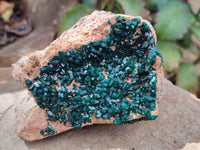 Natural Rare Dioptase Specimens x 2 From Likasi, Congo