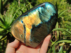 Polished Labradorite Standing Free Form x 2 From Tulear, Madagascar - Toprock Gemstones and Minerals 