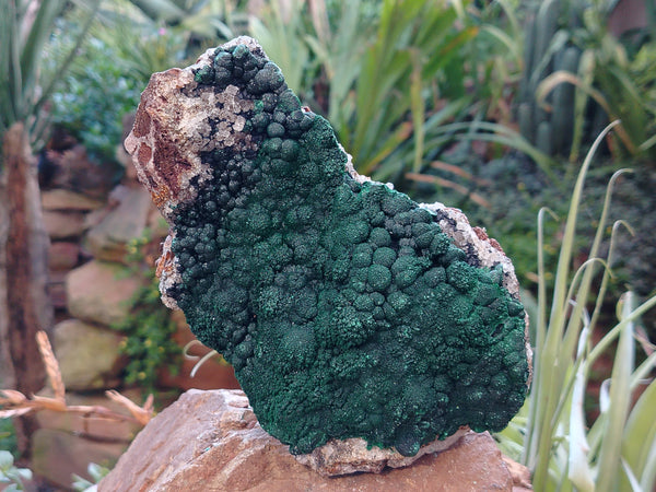 Natural Botryoidal Malachite Specimen x 1 From Mindingi Mine, Congo