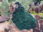 Natural Botryoidal Malachite Specimen x 1 From Mindingi Mine, Congo - Toprock Gemstones and Minerals 
