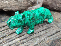 Polished Flower Banded Malachite Lions x 2 From Congo