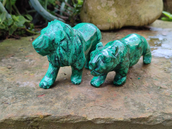 Polished Flower Banded Malachite Lions x 2 From Congo