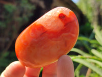 Polished Carnelian Palm Stones x 24 From Madagascar