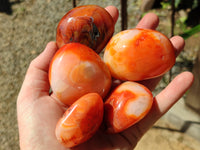 Polished Carnelian Palm Stones x 24 From Madagascar
