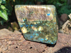 Polished Labradorite Standing Free Forms x 2 From Tulear, Madagascar - Toprock Gemstones and Minerals 