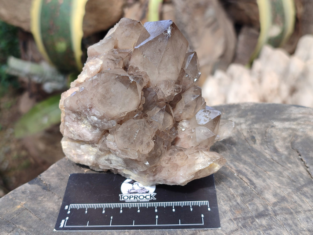 Natural Smokey Phantom Quartz Clusters x 2 From Luena, Congo - Toprock Gemstones and Minerals 