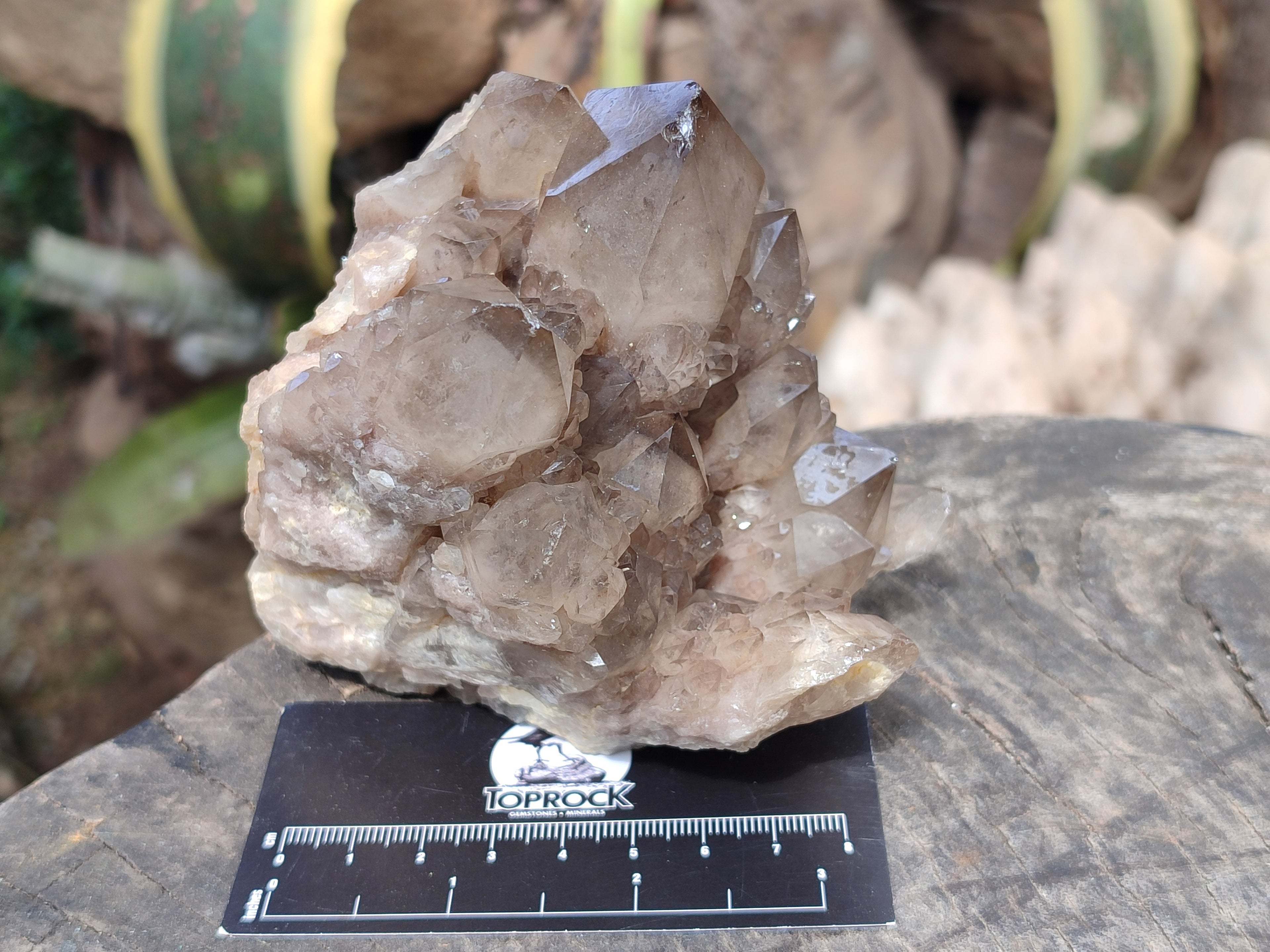 Natural Smokey Phantom Quartz Clusters x 2 From Luena, Congo - Toprock Gemstones and Minerals 