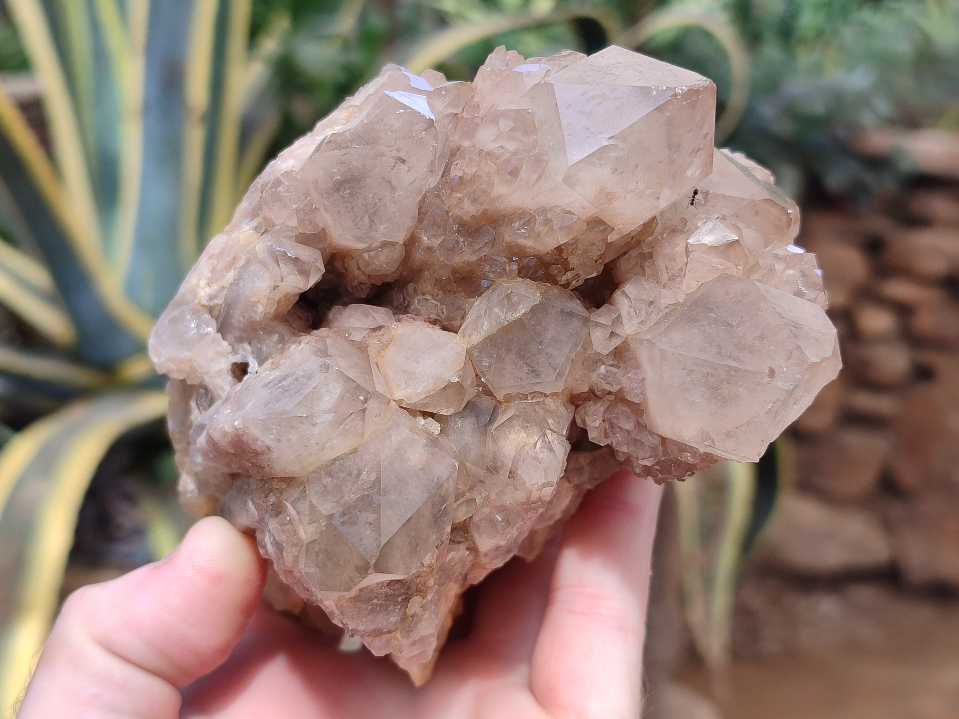 Natural Smokey Phantom Quartz Clusters x 2 From Luena, Congo - Toprock Gemstones and Minerals 