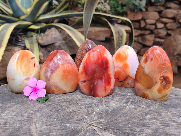 Polished Carnelian Standing Free Forms x 6 From Madagascar