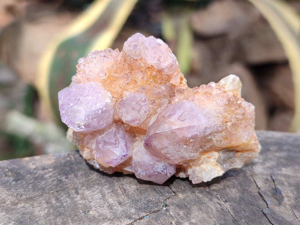 Natural Ametrine Spirit Quartz Clusters x 12 From Boekenhouthoek, South Africa - Toprock Gemstones and Minerals 