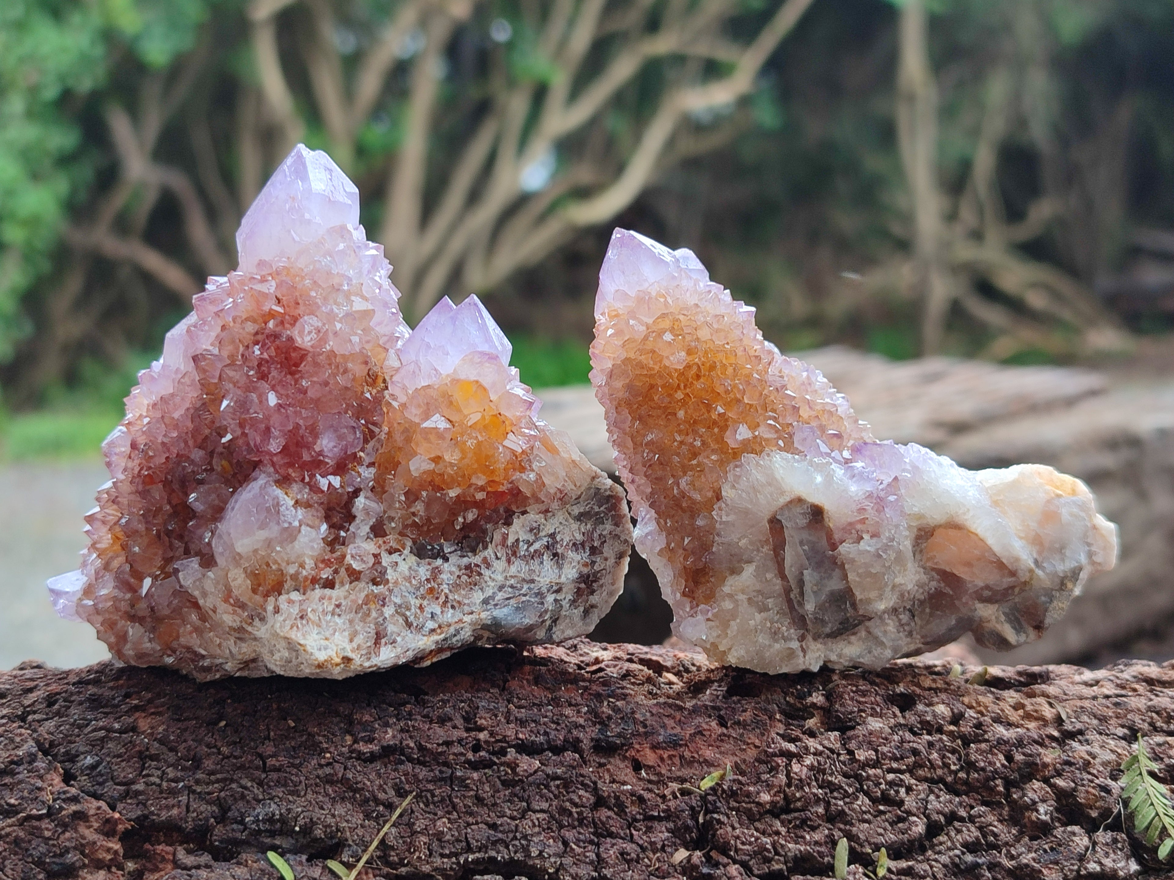 Natural Ametrine Spirit Quartz Clusters x 12 From Boekenhouthoek, South Africa - Toprock Gemstones and Minerals 
