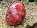 Polished Carnelian Standing Free Forms x 5 From Madagascar - Toprock Gemstones and Minerals 