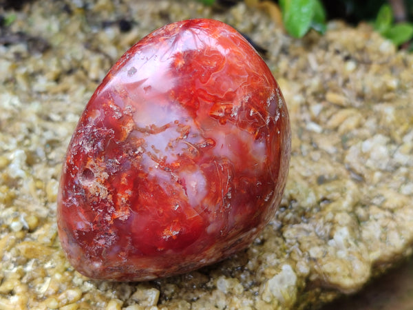 Polished Carnelian Standing Free Forms x 5 From Madagascar