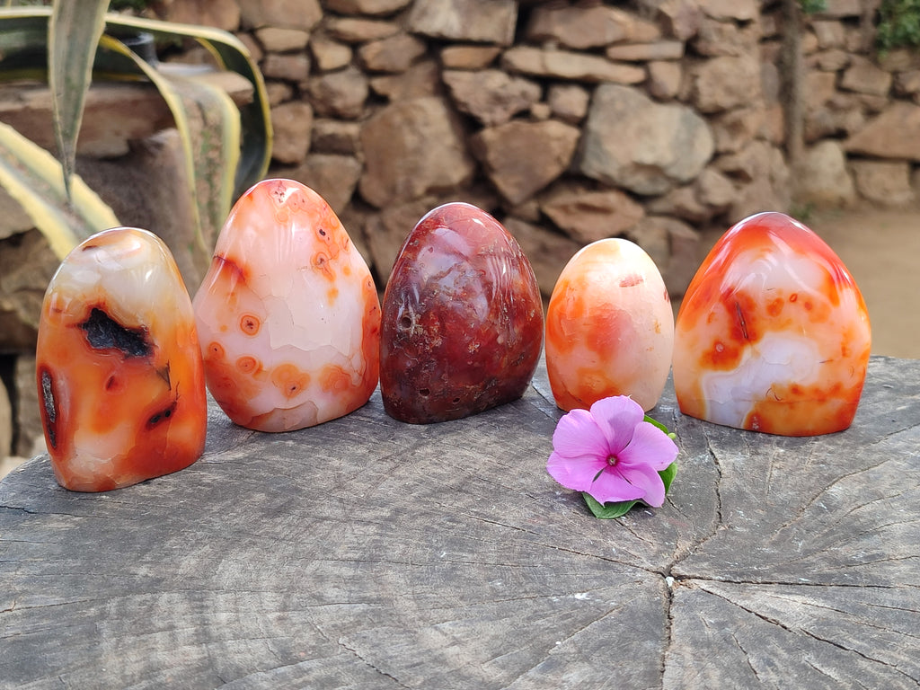 Polished Carnelian Standing Free Forms x 5 From Madagascar - Toprock Gemstones and Minerals 