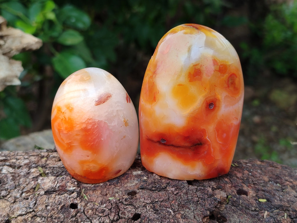 Polished Carnelian Standing Free Forms x 5 From Madagascar - Toprock Gemstones and Minerals 