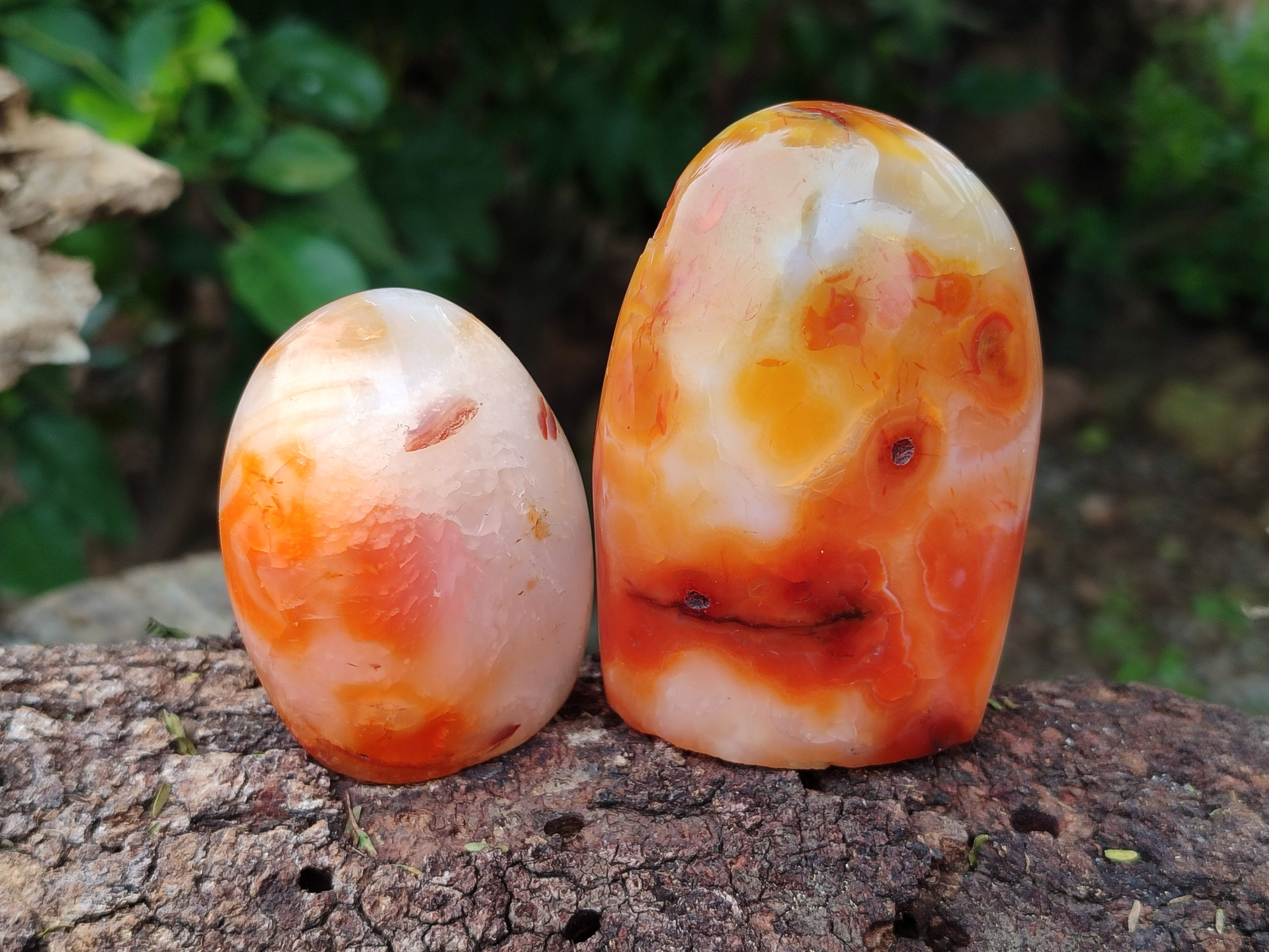 Polished Carnelian Standing Free Forms x 5 From Madagascar - Toprock Gemstones and Minerals 