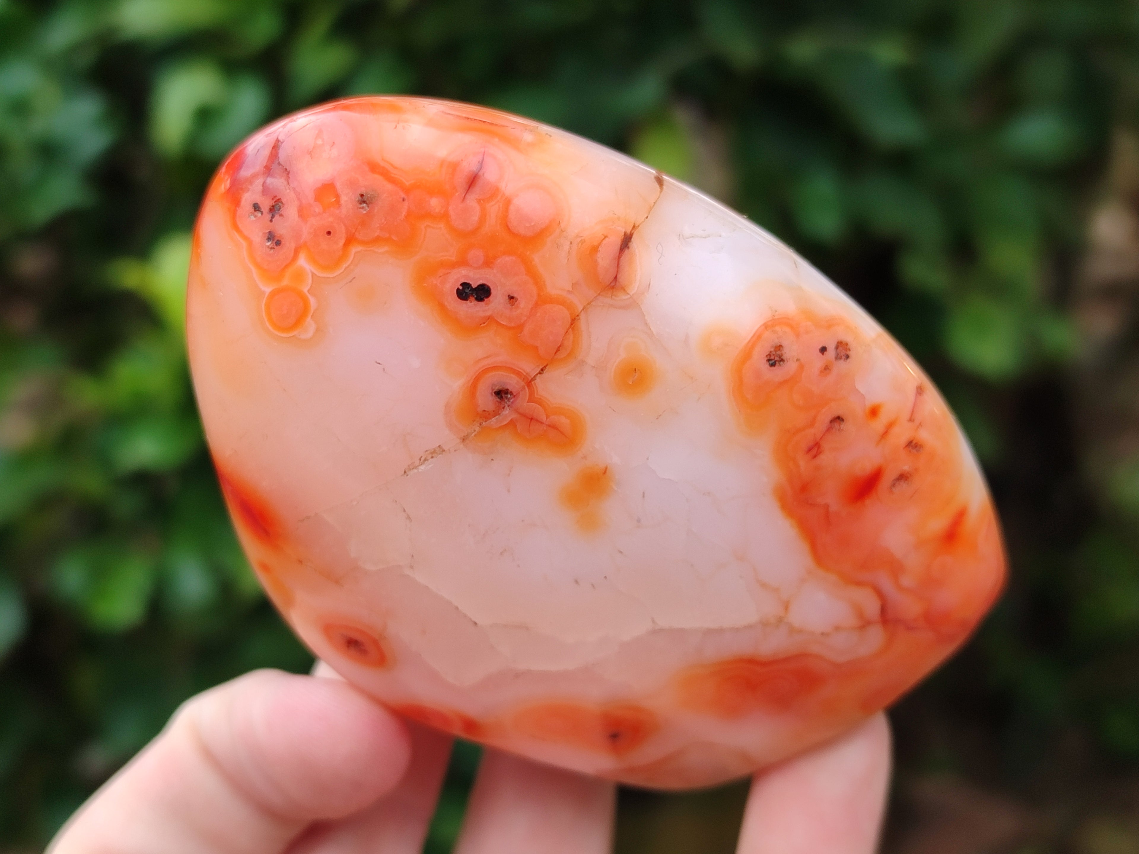 Polished Carnelian Standing Free Forms x 5 From Madagascar - Toprock Gemstones and Minerals 