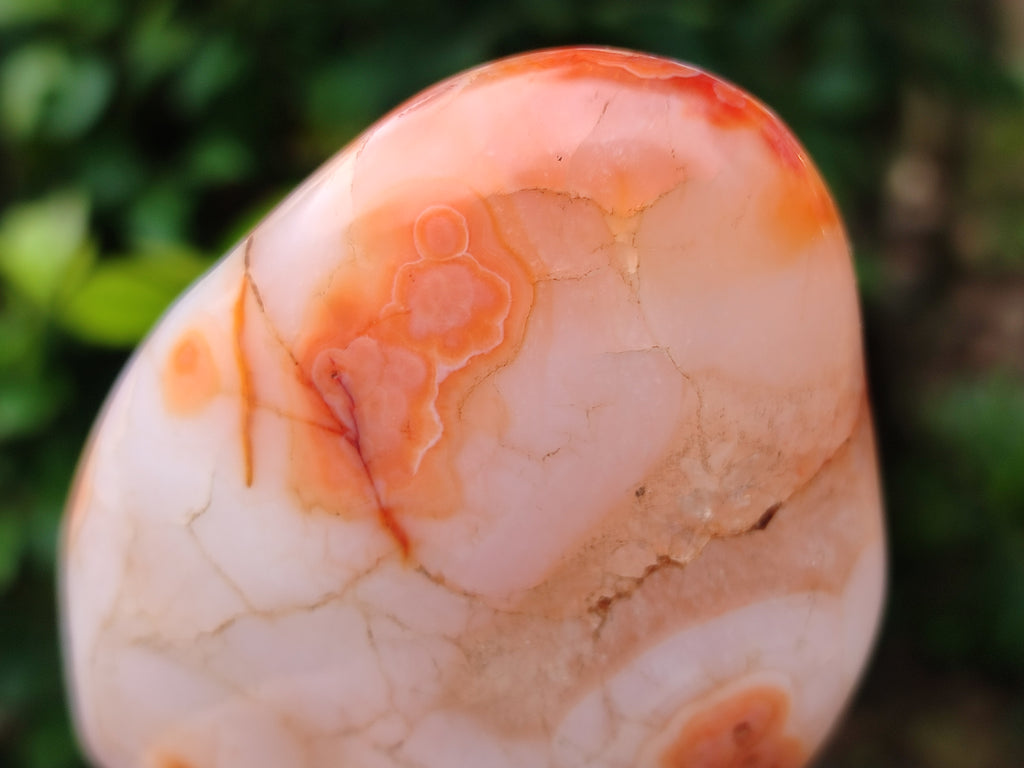 Polished Carnelian Standing Free Forms x 5 From Madagascar - Toprock Gemstones and Minerals 