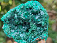 Natural Dioptase Cabinet Specimens x 2 From Likasi, Congo