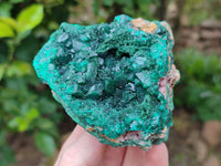 Natural Dioptase Cabinet Specimens x 2 From Likasi, Congo