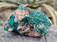 Natural Dioptase Cabinet Specimens x 2 From Likasi, Congo