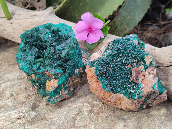 Natural Dioptase Cabinet Specimens x 2 From Likasi, Congo