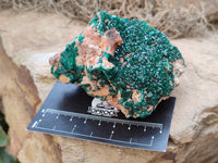 Natural Dioptase Cabinet Specimens x 2 From Likasi, Congo
