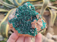 Natural Dioptase Cabinet Specimens x 2 From Likasi, Congo