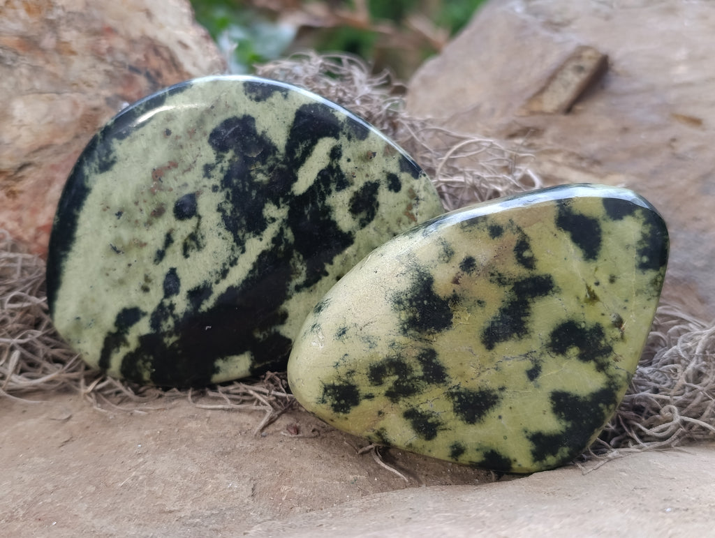 Polished Leopard Stone Free Forms x 6 From Zimbabwe - Toprock Gemstones and Minerals 