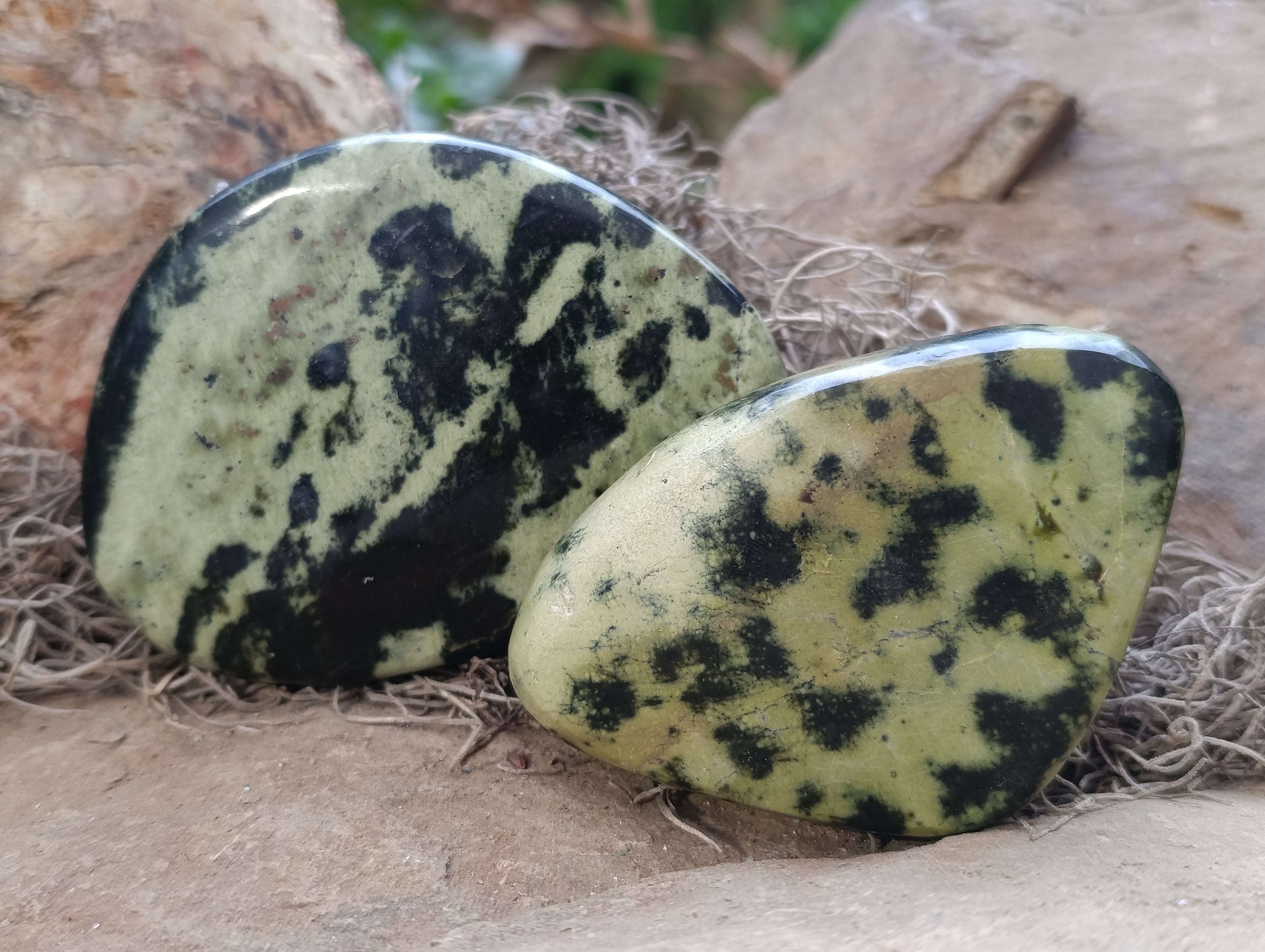 Polished Leopard Stone Free Forms x 6 From Zimbabwe - Toprock Gemstones and Minerals 