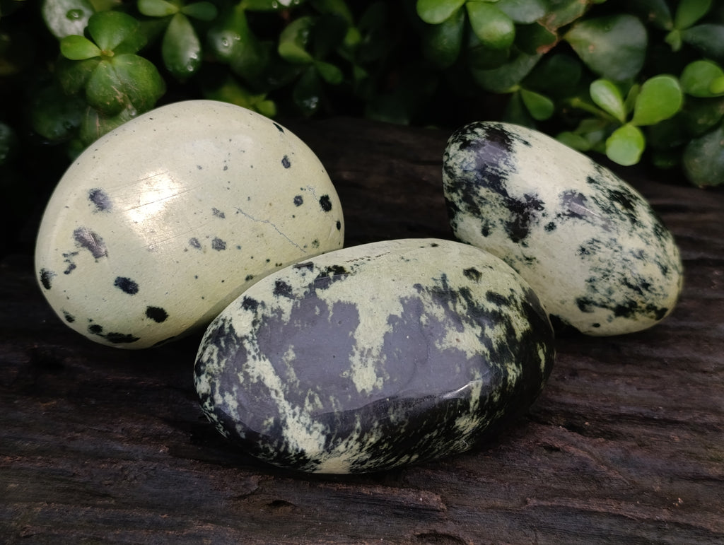 Polished Leopard Stone Free Forms x 6 From Zimbabwe - Toprock Gemstones and Minerals 