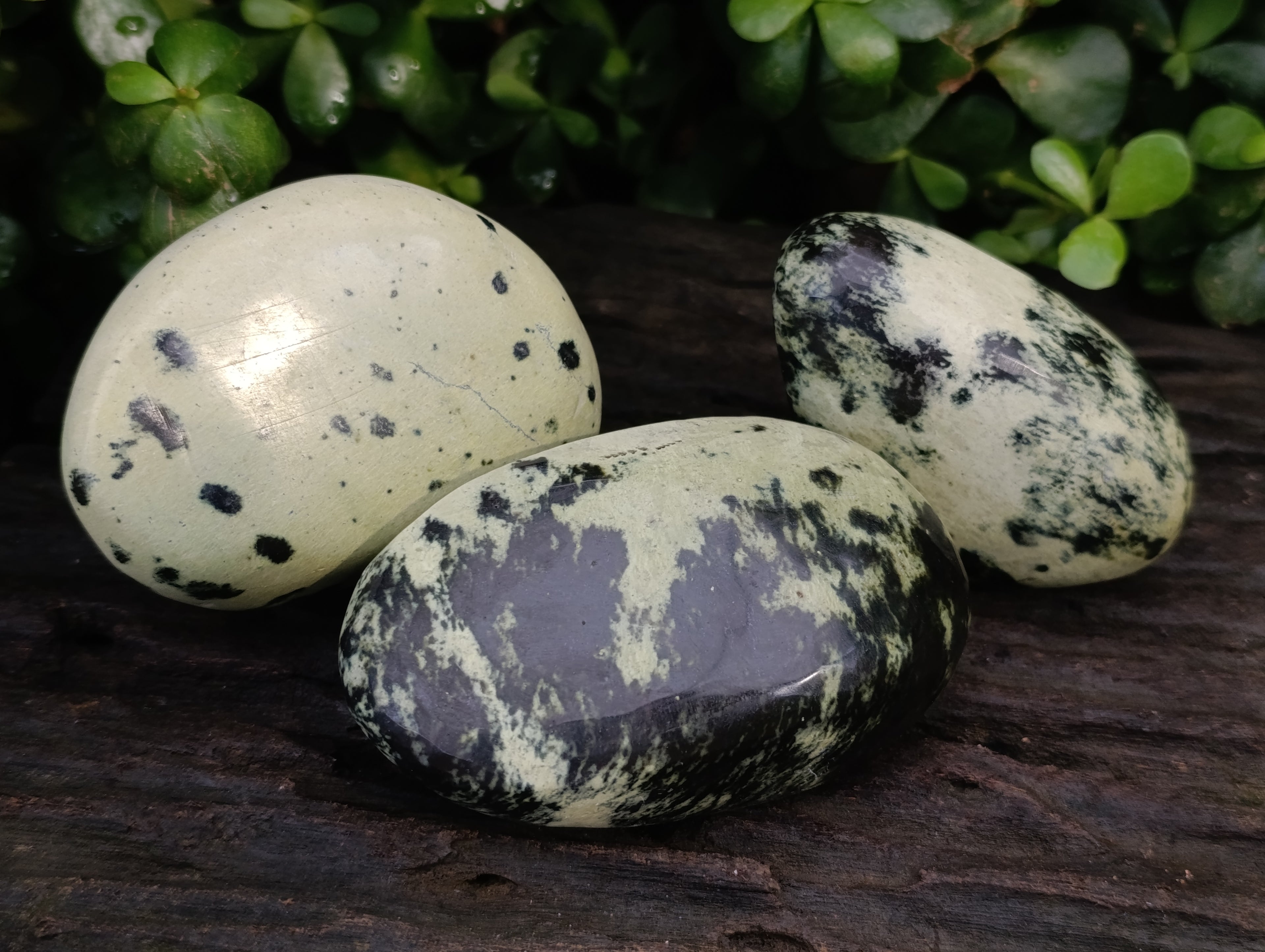Polished Leopard Stone Free Forms x 6 From Zimbabwe - Toprock Gemstones and Minerals 