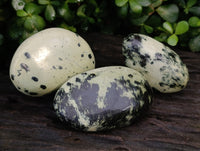 Polished Leopard Stone Free Forms x 6 From Zimbabwe