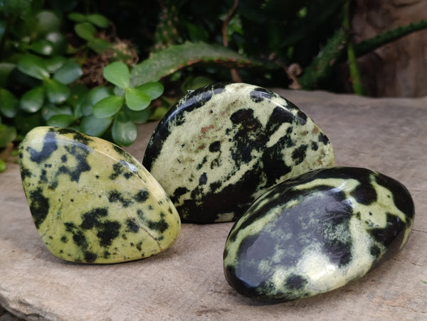 Polished Leopard Stone Free Forms x 6 From Zimbabwe
