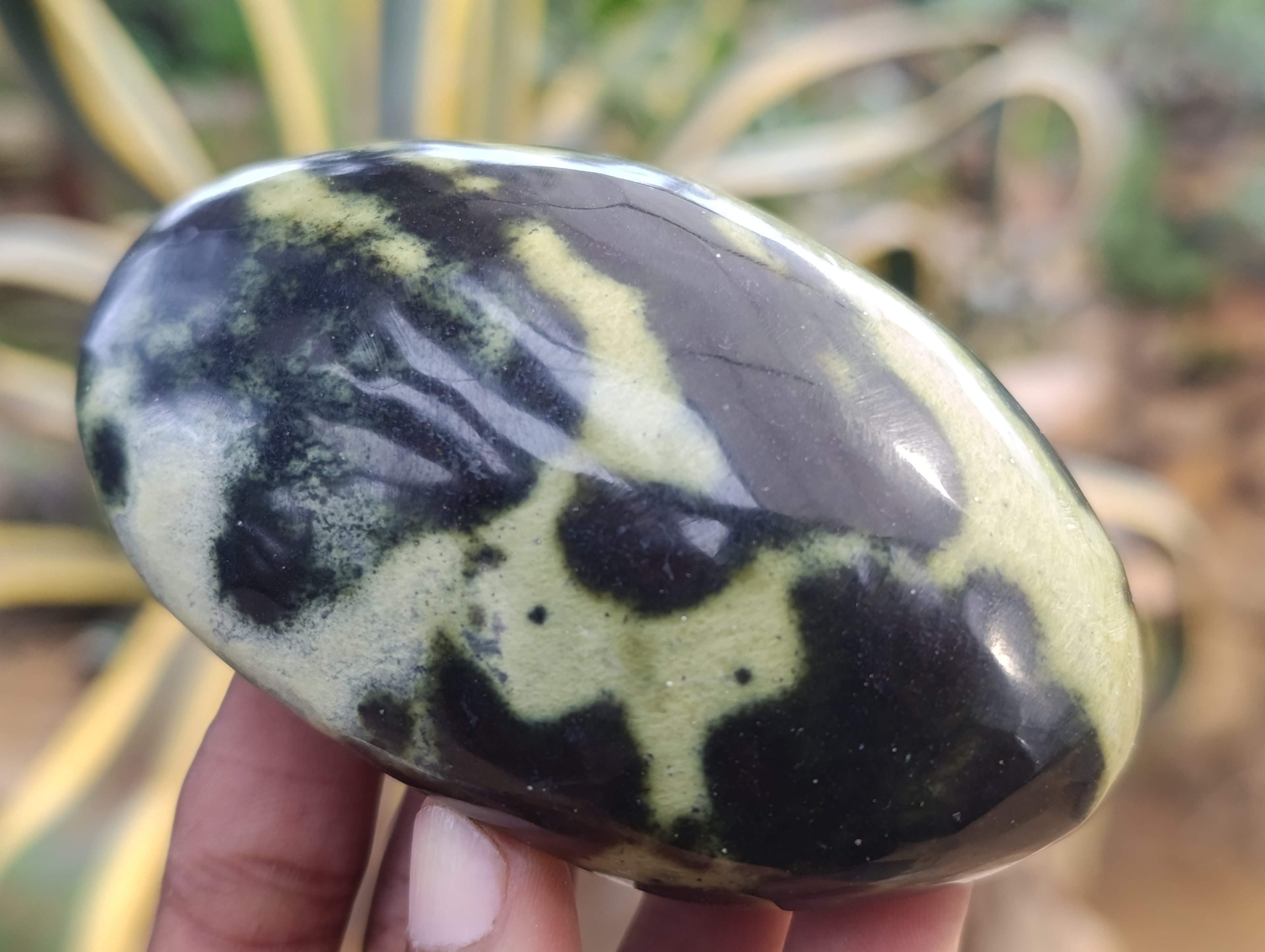 Polished Leopard Stone Free Forms x 6 From Zimbabwe - Toprock Gemstones and Minerals 