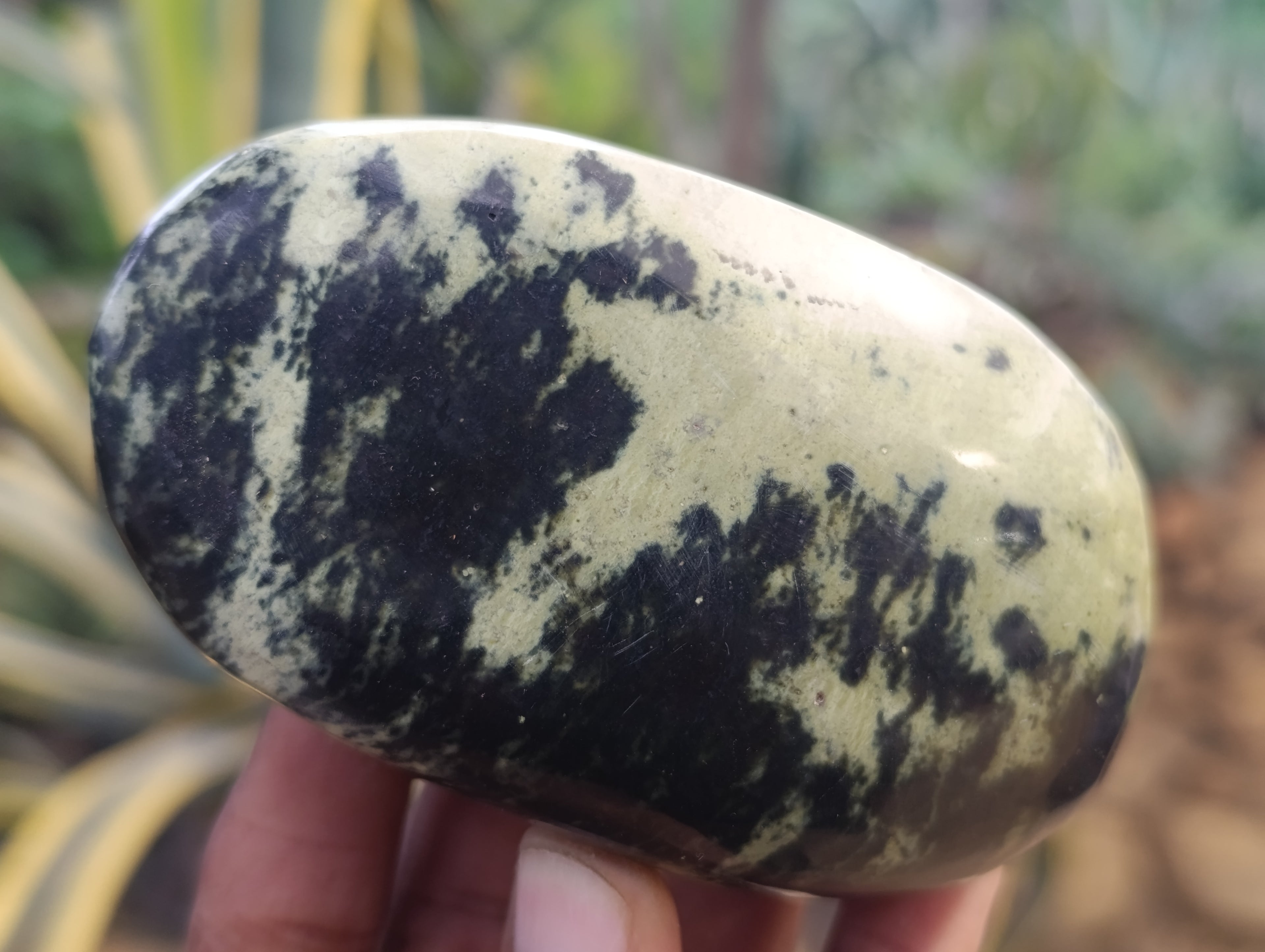 Polished Leopard Stone Free Forms x 6 From Zimbabwe - Toprock Gemstones and Minerals 